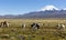 Landscape of the Andes Mountains, with llamas grazing.