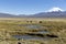 Landscape of the Andes Mountains, with llamas grazing.