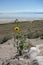 Landscape Antelope Island