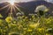 Landscape in Anza Borrego Desert State Park during a spring super bloom, California