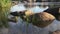 Landscape with aquatic plants and granite stones on the water in the South Bug River