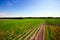 Landscape with asparagus field, fresh plantation of the vegetable asparagus farmers harvest in April