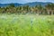 Landscape of Asparagus garden with water sprinkler system