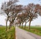 Landscape of an asphalt road with trees growing and following the wind direction in the countryside. Roadway leading to