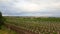 A landscape of Austrian vineyards with a cloudy sky