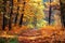 Landscape of autumn forest. Autumn leaf fall in the woodland
