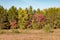 Landscape of autumn forest of coniferous and deciduous trees against the blue sky bottom, yellow grass, red and yellow leaves