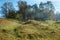 Landscape with autumn forest upon green grassland hills