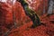 Landscape with an autumn forest, an old lone rotten beech standing on a mountainside covered with a lot of fallen red foliage.