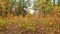 Landscape in autumn oak grove with oaks with bright yellow leaves