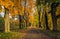 Landscape autumn in the park. A beautiful colorful autumn in an alley in a park with yellow and red leaves on trees and grass