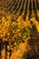 Landscape with autumn rows of vineyards. Colorful Sunny autumn background