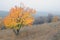 Landscape autumn tree with bright foliage on slope hill in fog in wild nature