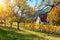 Landscape with autumn trees and vineyards in region Alsace, France and a view of village of Barr