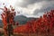 Landscape of Autumn Vineyard