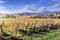 Landscape with autumn vineyards. France, Alsace