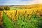 Landscape with autumn vineyards. France, Alsace