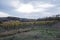 Landscape with autumn vineyards and organic grape on vine branch