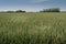 Landscape of Auvers-sur-Oise fields