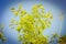 Landscape background of bamboo leaves blooming against the sky