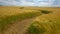 Landscape background of bend in wheat field.