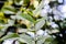 Landscape background of guava leafs with shallow depth of field
