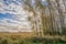 Landscape in backlight with poplars.