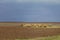 Landscape, bales of straw in field