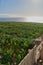 Landscape of banana plantation farm near tropical sea on an island. Scenic aerial view of growing agriculture fields