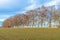 Landscape of a bare farmland in Germany with birch trees