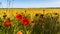 Landscape with barley field and poppy plant in foreground