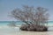 Landscape of beach and dead mangrove, Cayo Jutias, Cuba