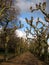 Landscape with a beautiful Avenue of ornamental trees on the embankment in Frankfurt am Main