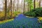 Landscape with beautiful blooming flowers in famous Keukenhof park