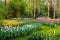 Landscape with beautiful blooming flowers in famous Keukenhof park
