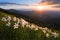 Landscape with beautiful daffodil flowers. The sunset with rays illuminates the horizon. Sky with clouds. High mountains in haze.