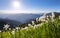 Landscape with beautiful daffodils in the green grass. High mountains in haze on the horizon. Summer day.