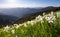 Landscape with beautiful daffodils in the green grass. High mountains in haze on the horizon. Summer day.