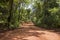 Landscape of beautiful dirt road passing through a dense forest