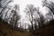 Landscape with beautiful fog in forest on hill or Trail through a mysterious winter forest with autumn leaves on the ground. Road