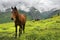 Landscape with beautiful horses in the Caucasus Mountains, Upper Svaneti, Georgia