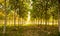 Landscape - beautiful long Perspective rubber trees forest