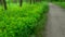 Landscape. beautiful meadow in the woods in the park with flowers and green grass. Soft focus blur.