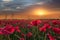 landscape with beautiful paranoramic of a sunset over a field of poppies.