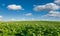 Landscape, beautiful potato field and sky. Green field blooming potato at beautiful day.