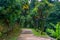 Landscape with beautiful tropical park â€“ palms, lemon trees, fern