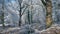 A landscape of a beautifully frosted park.