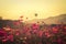 Landscape of beauty cosmos flowers and the balloons floating in the sky during sunset Vintage Edition.