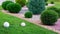 Landscape bed of garden with growth arborvitae bushes.
