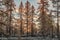 Landscape of the beginning of winter in the northern forest-tundra